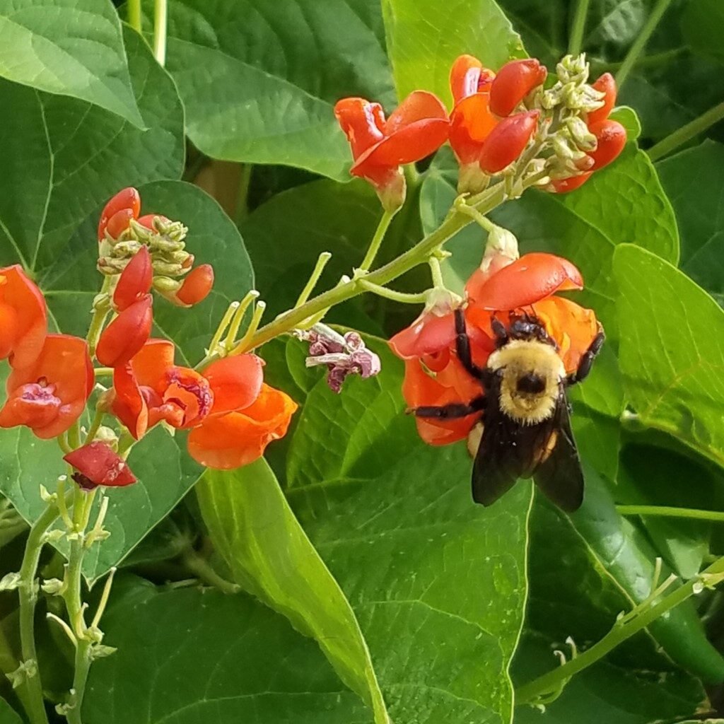 Bumblebee on scarlett runner bean.