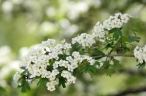 Hawthorne blossoms.